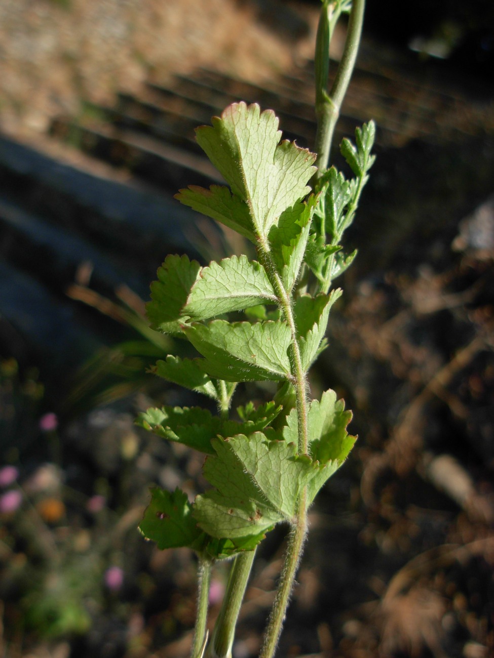 Pimpinella peregrina L./Tragoselino calcitrappa